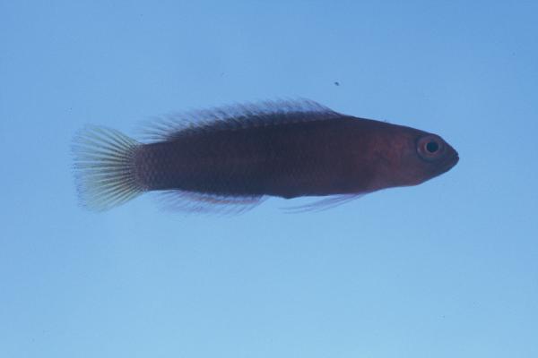 ภาพ ปลาดอตตี้แบ็ค randalli (Chlidichthys randalli)
