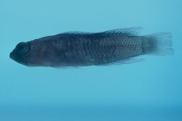ภาพ ปลาดอตตี้แบ็ค smithae (Chlidichthys smithae)