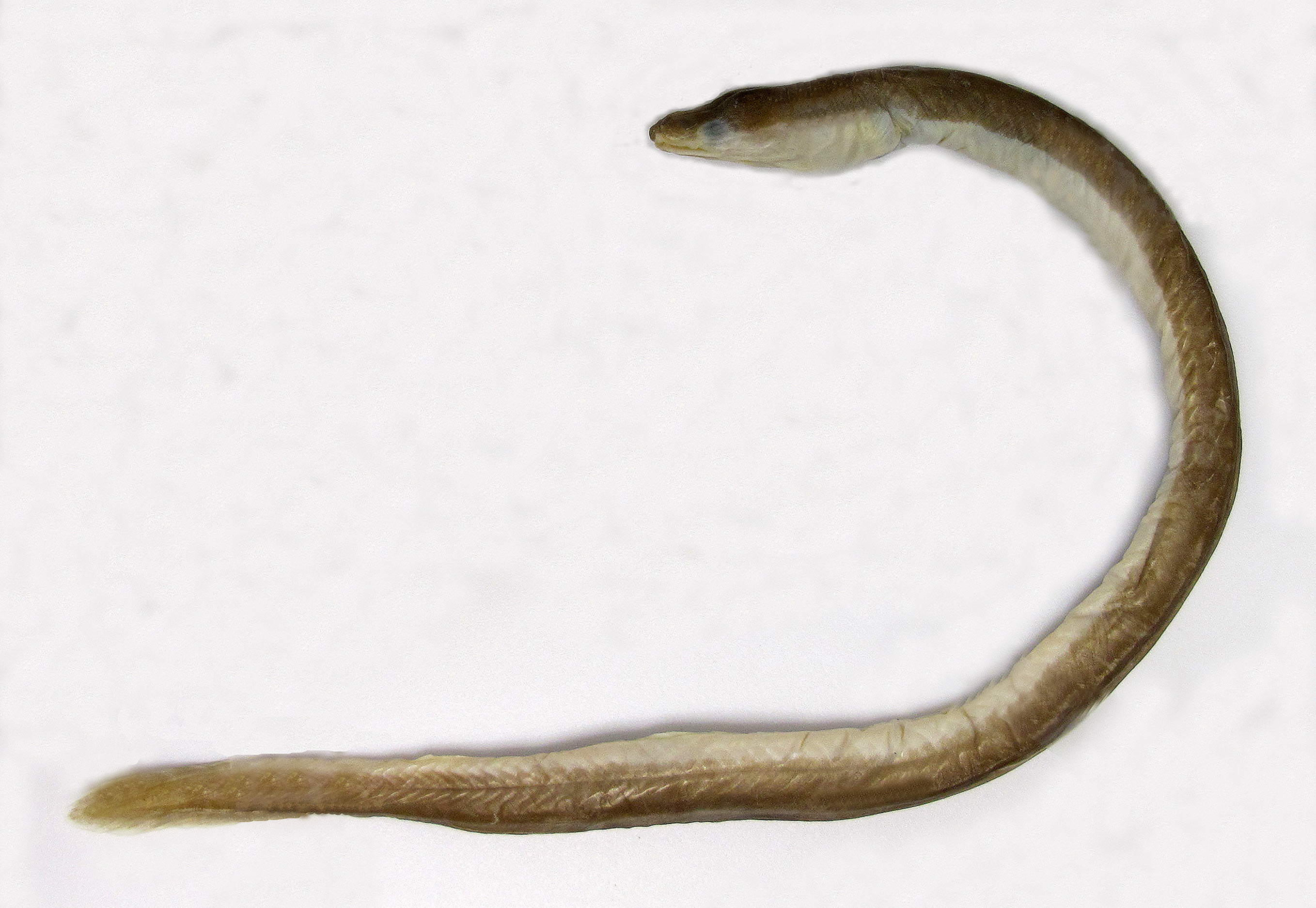 ภาพ ปลา nanhaiensis (Chlopsis nanhaiensis)