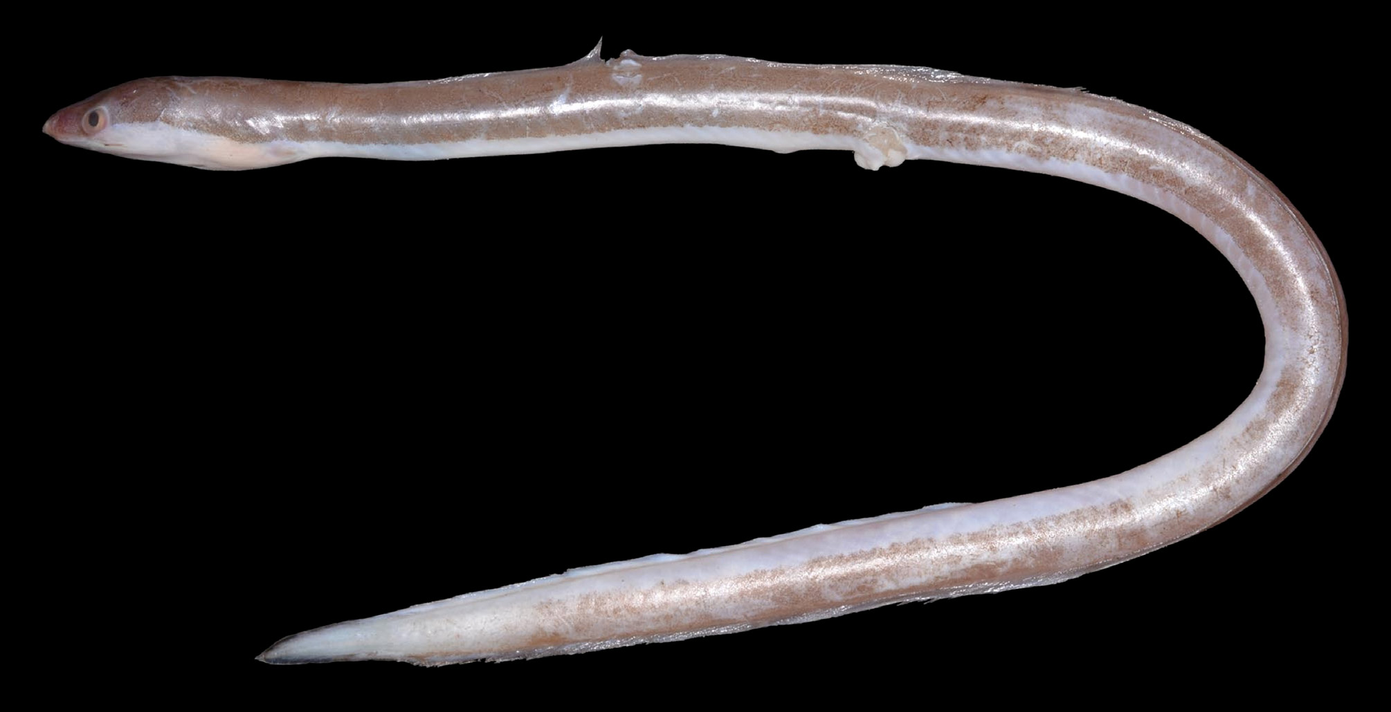ภาพ ปลา orientalis (Chlopsis orientalis)