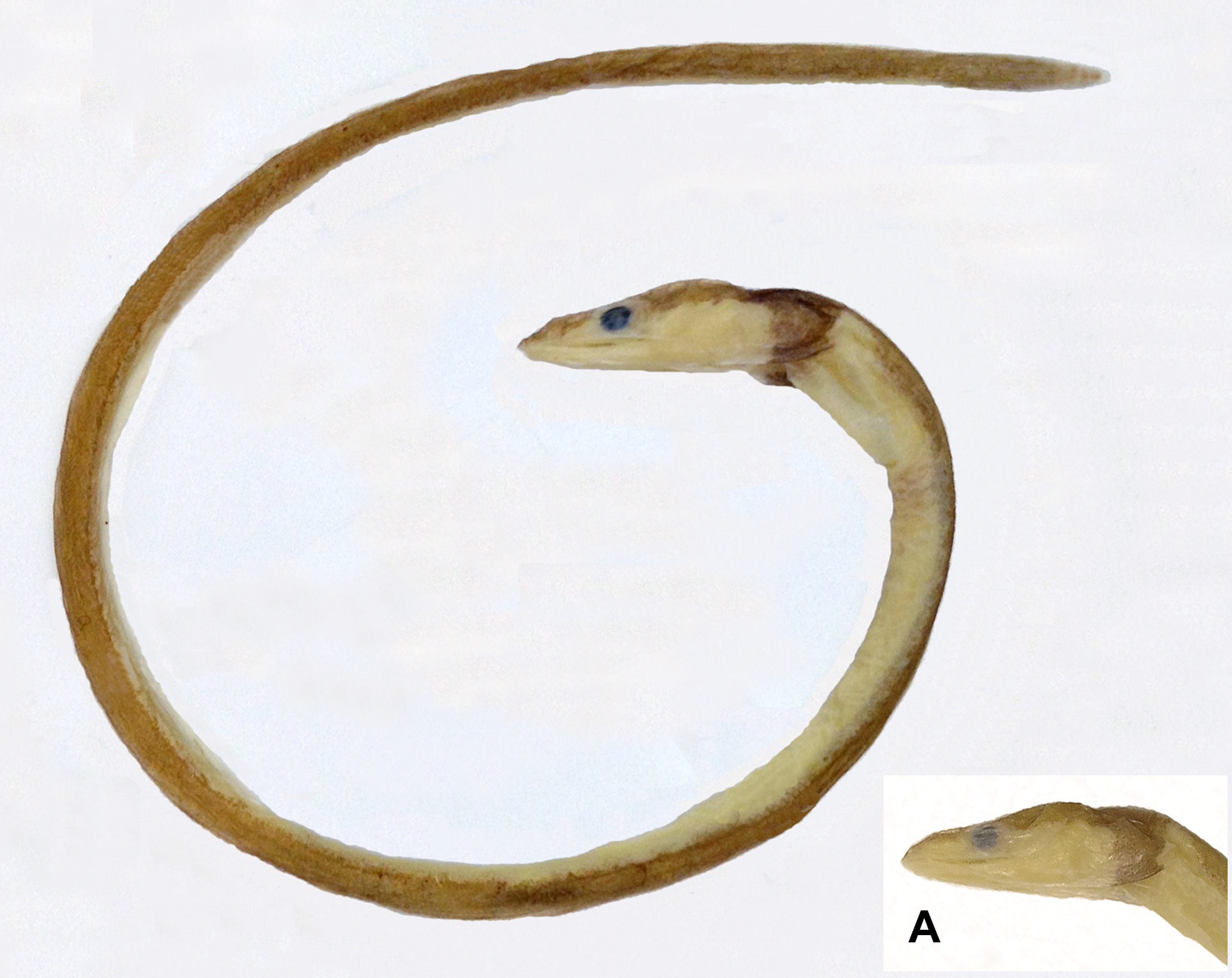 ภาพ ปลา sagmacollaris (Chlopsis sagmacollaris)