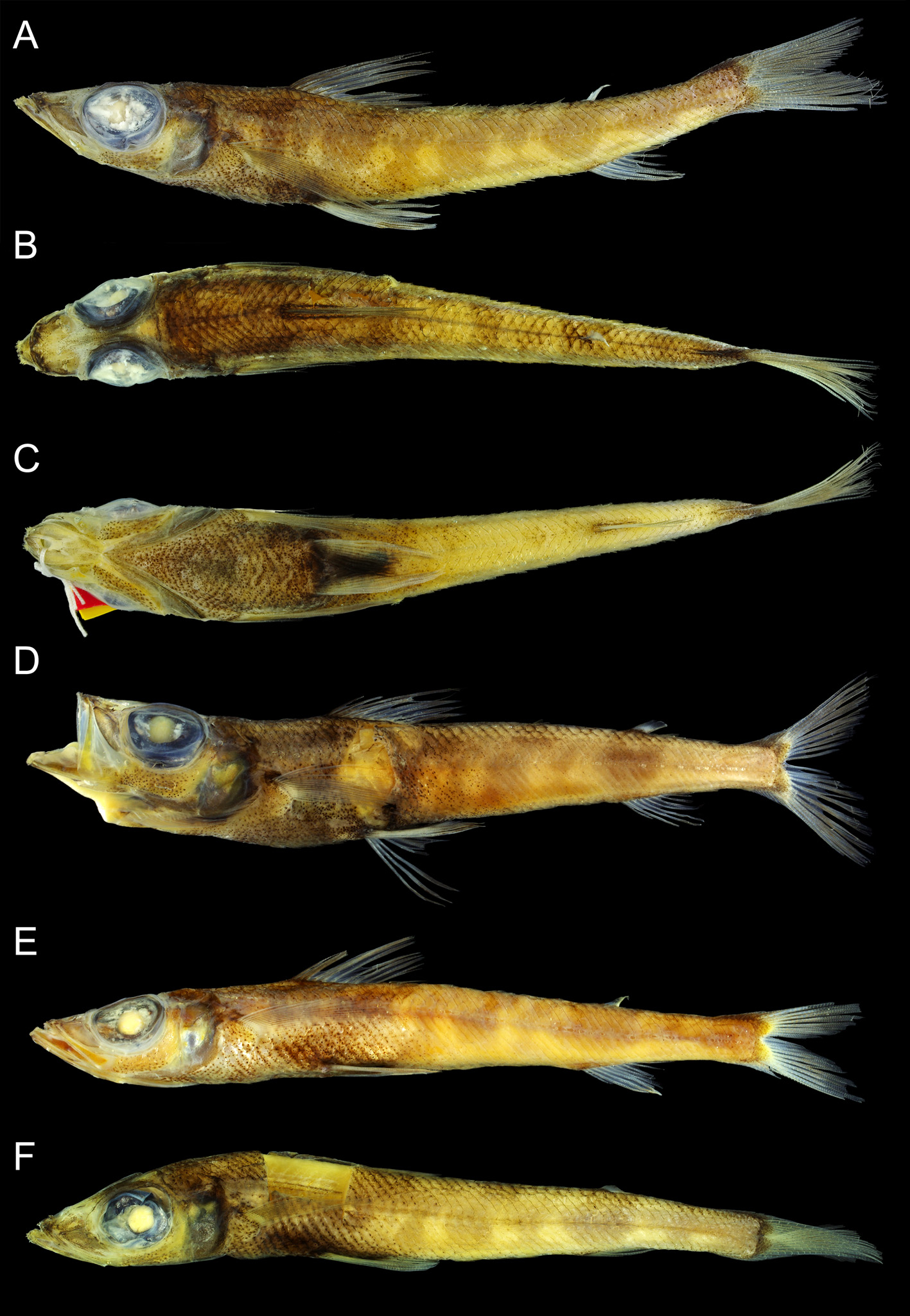 ภาพ ปลา imperator (Chlorophthalmus imperator)