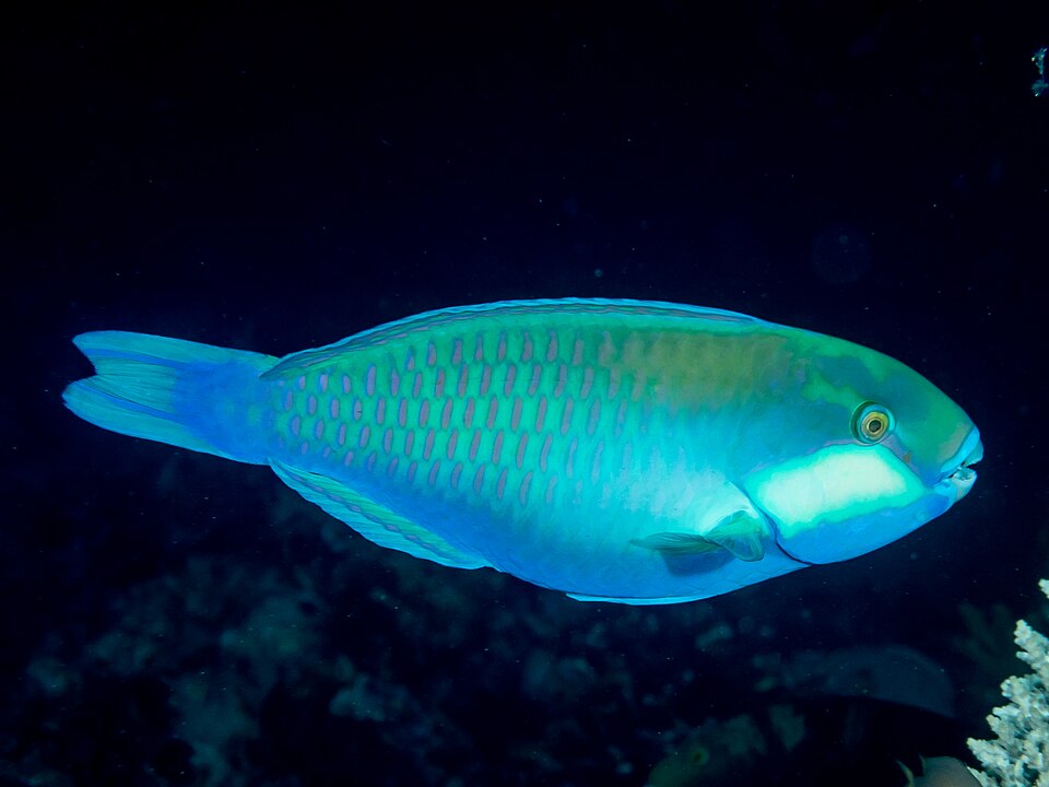 ภาพ ปลานกแก้ว bleekeri (Chlorurus bleekeri)