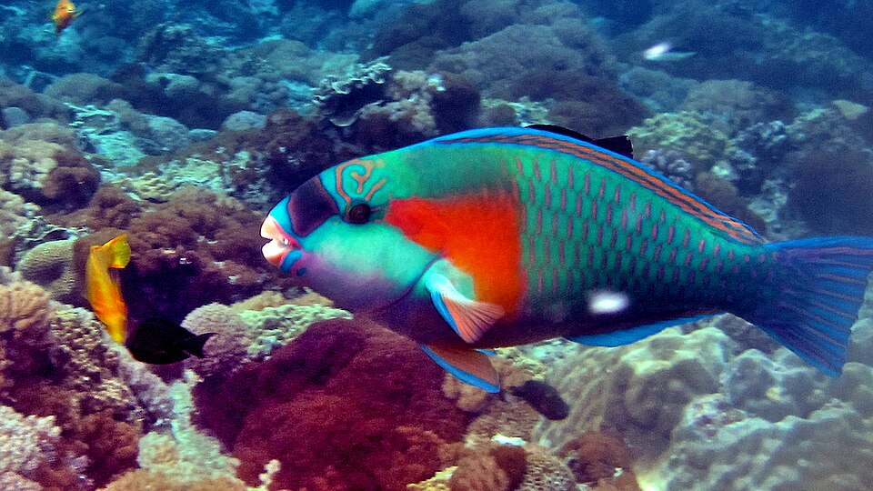 ภาพ ปลานกแก้ว bowersi (Chlorurus bowersi)