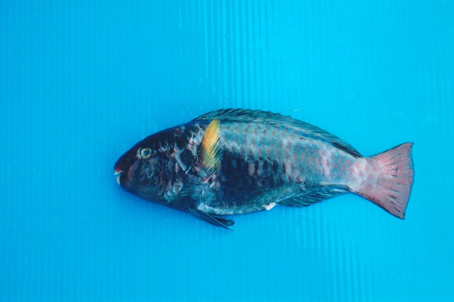 ภาพ ปลานกแก้วแก้มขีด (Chlorurus capistratoides)