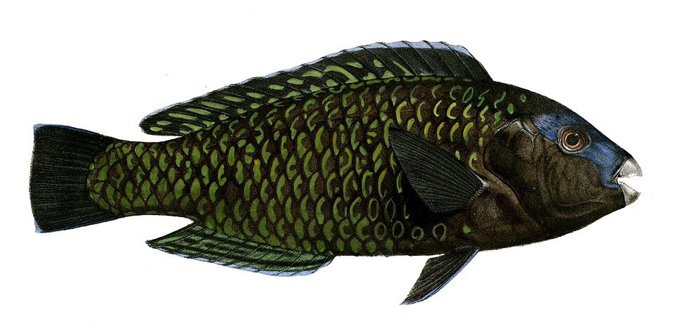 ภาพ ปลานกแก้วน้ำเงินหัวโหนก (Chlorurus cyanescens)