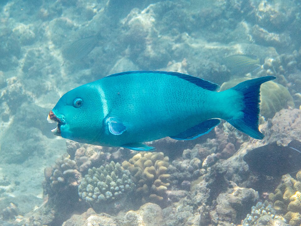 ภาพ ปลานกแก้วเขียว (Chlorurus enneacanthus)