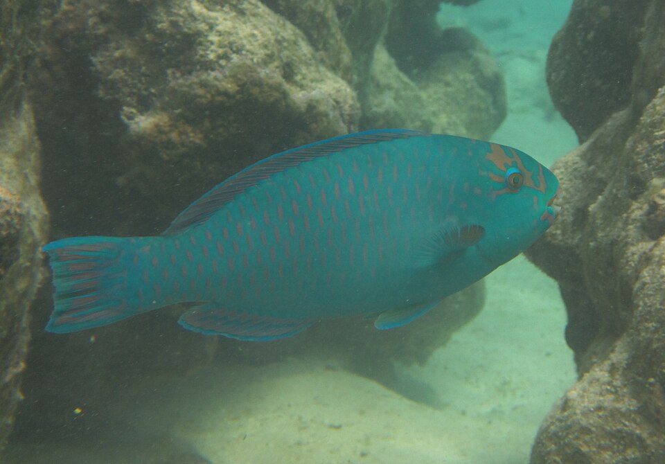 ภาพ ปลานกแก้วแปซิฟิก (Chlorurus frontalis)
