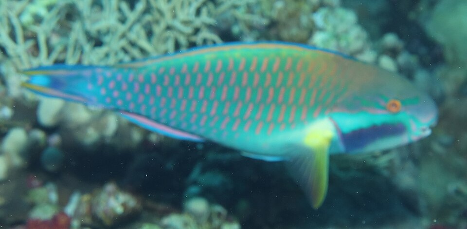 ภาพ ปลานกแก้ว genazonatus (Chlorurus genazonatus)