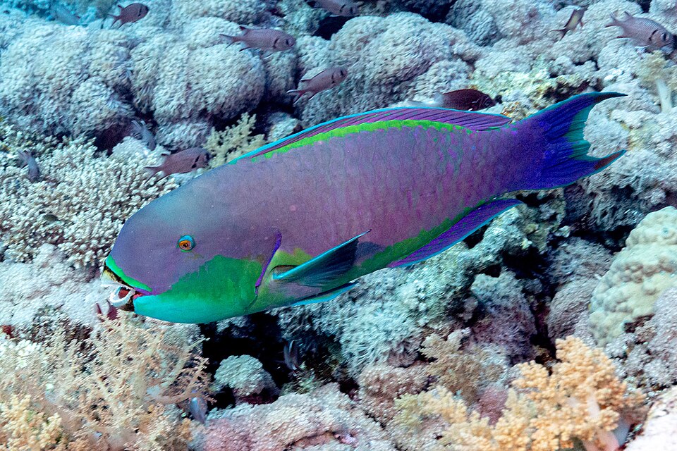 ภาพ ปลานกแก้ว gibbus (Chlorurus gibbus)