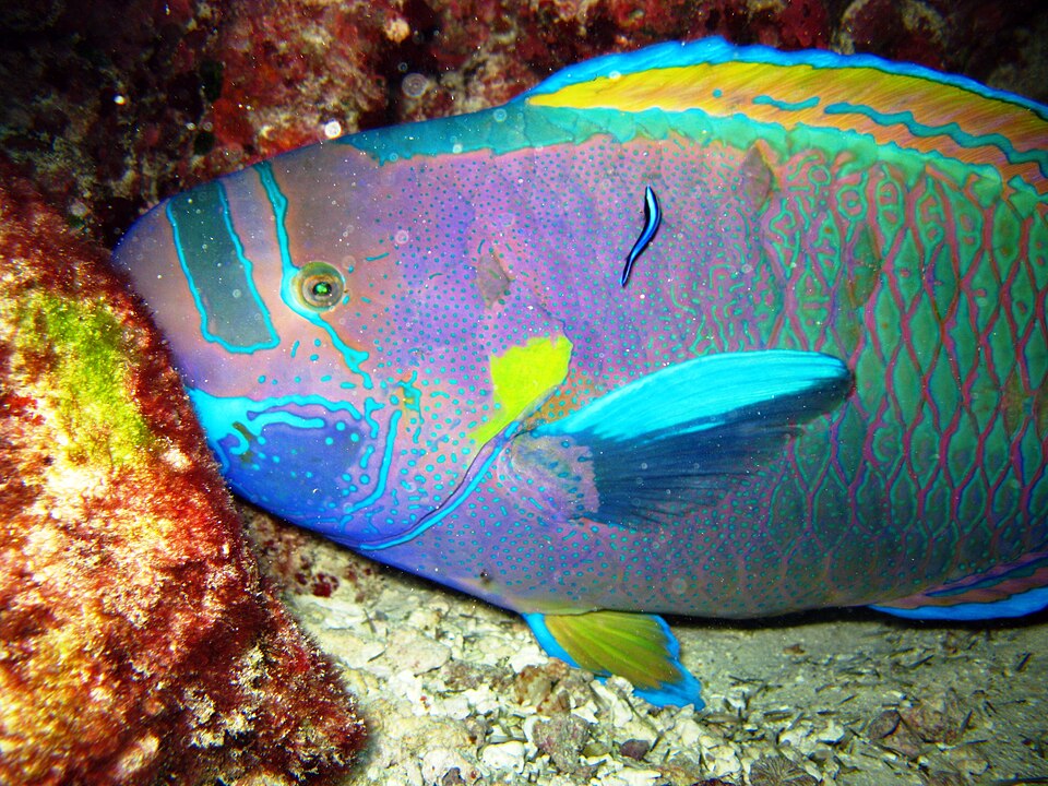 ภาพ ปลานกแก้ว perspicillatus (Chlorurus perspicillatus)