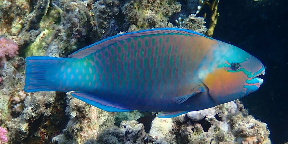 ภาพ ปลานกแก้วหัวโหนกเล็ก (Chlorurus sordidus)