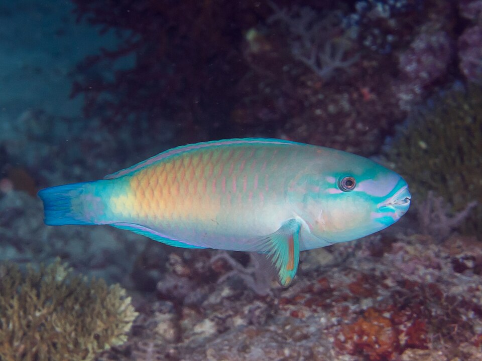 ภาพ ปลานกแก้วหัวกระสุน (Chlorurus spilurus)