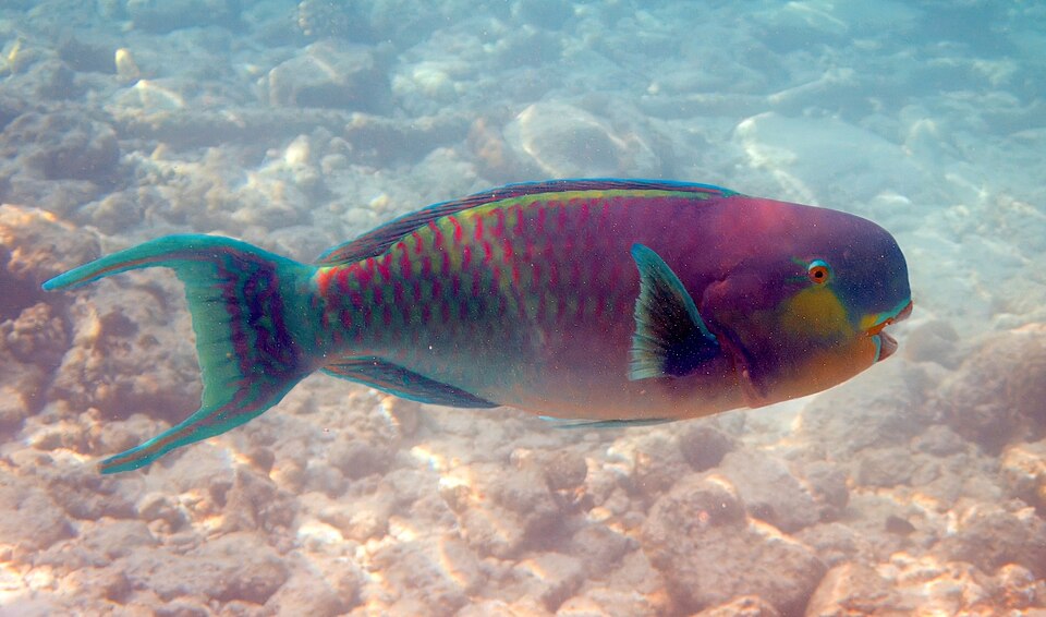 ภาพ ปลานกแก้วหัวทุย (Chlorurus strongylocephalus)