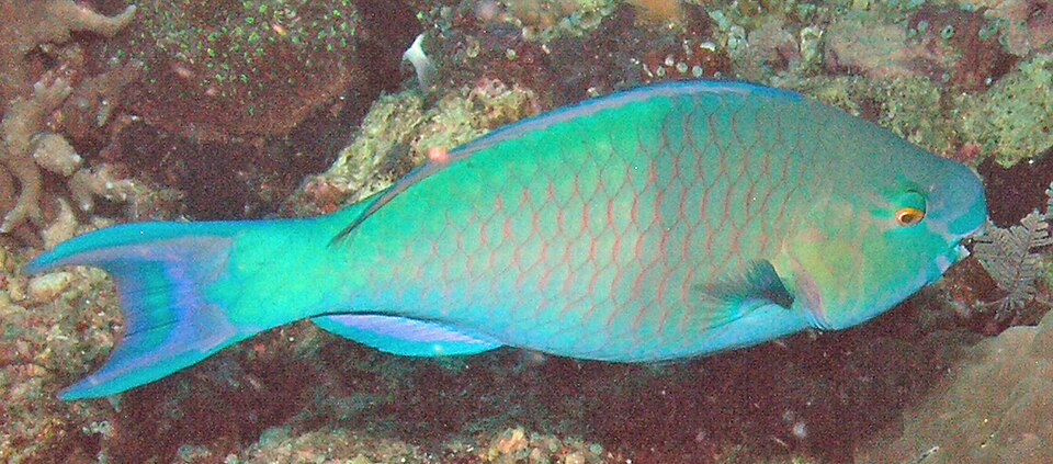 ภาพ ปลานกแก้วปีกเขียว (Chlorurus troschelii)