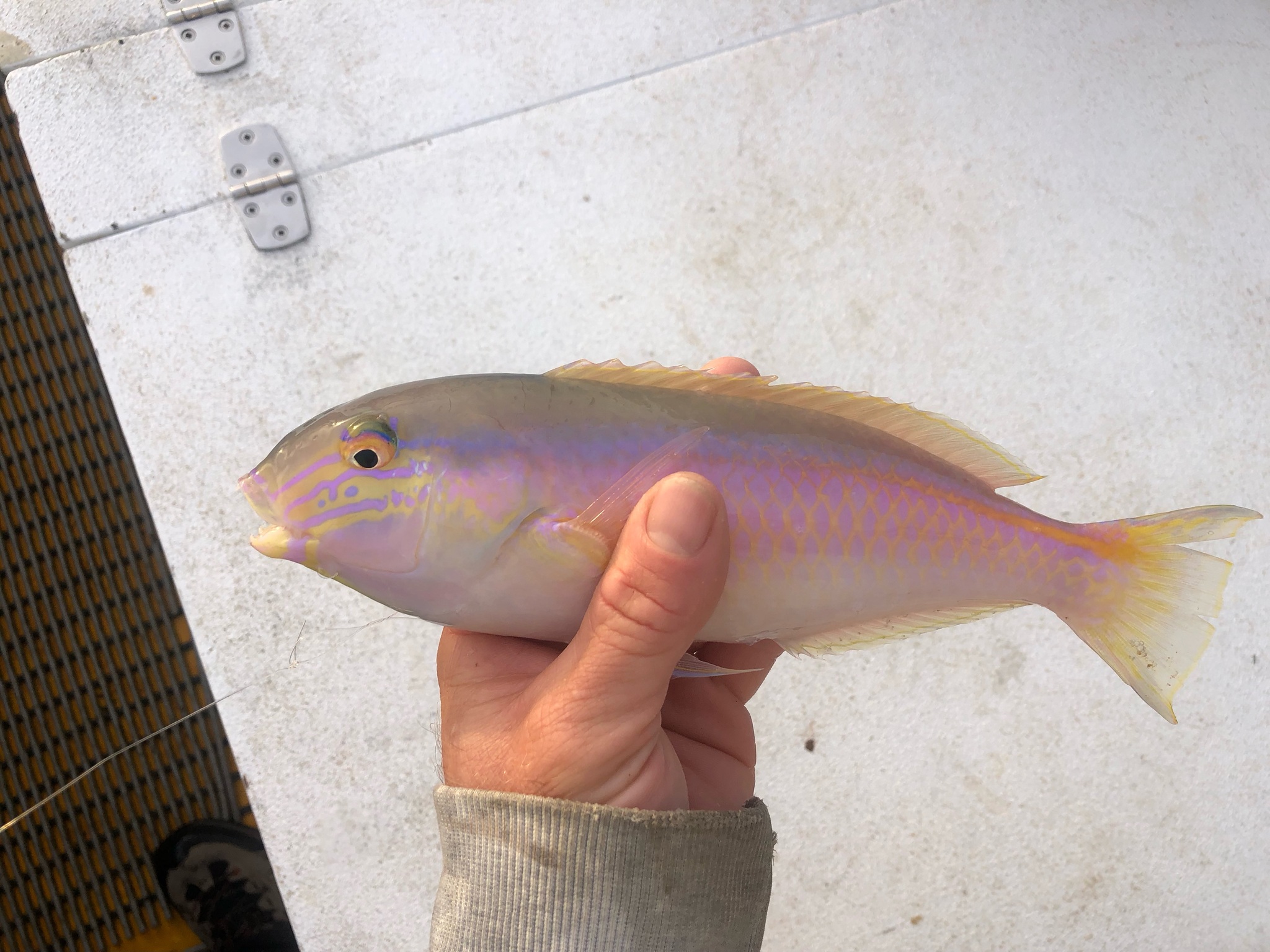 ภาพ ปลานกขุนทอง aurulentus (Choerodon aurulentus)