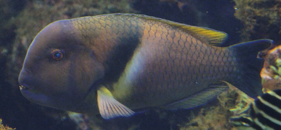 ภาพ ปลานกขุนทอง azurio (Choerodon azurio)