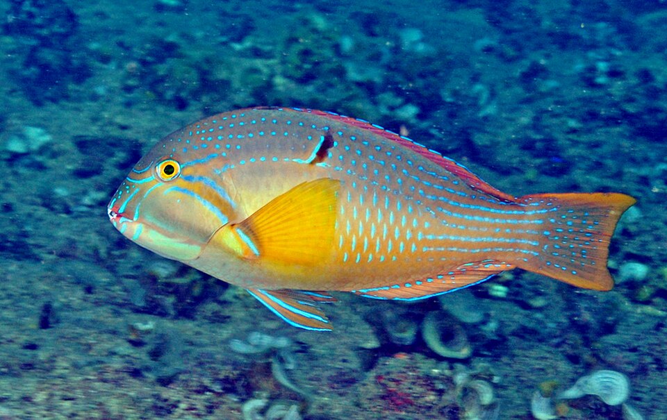 ภาพ ปลานกขุนทองจุดฟ้า (Choerodon cauteroma)
