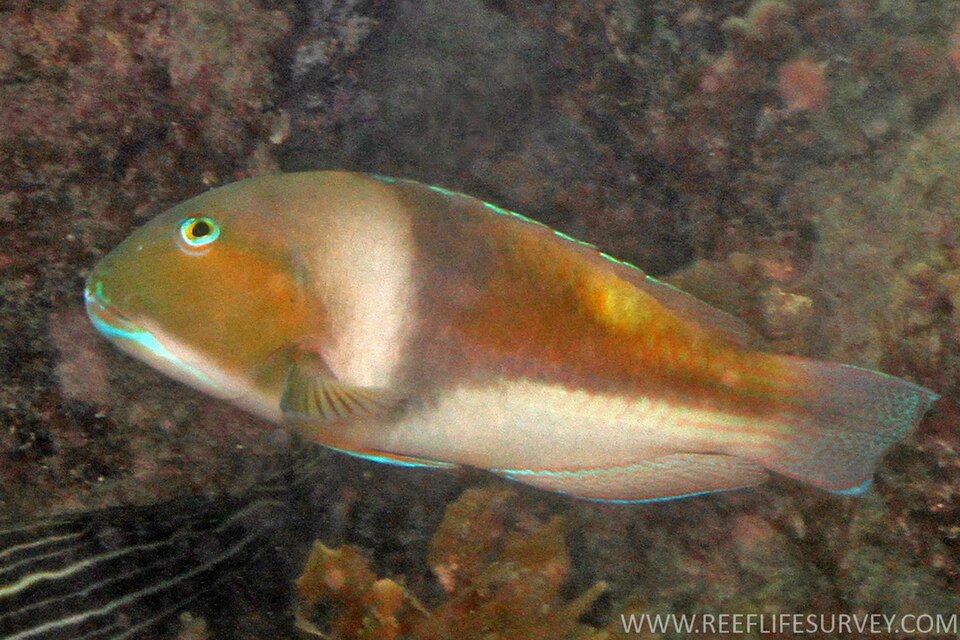 ภาพ ปลานกขุนทองน้ำเงิน (Choerodon cyanodus)