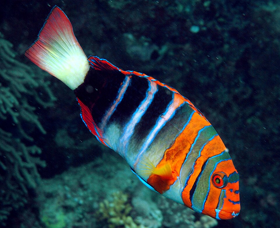 ภาพ ปลานกขุนทองลายตัวตลก (Choerodon fasciatus)