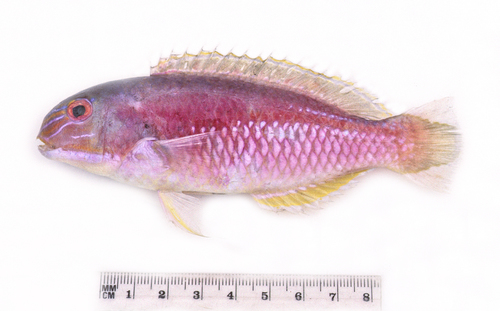 ภาพ ปลานกขุนทอง frenatus (Choerodon frenatus)