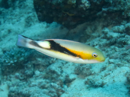 ภาพ ปลานกขุนทอง jordani (Choerodon jordani)
