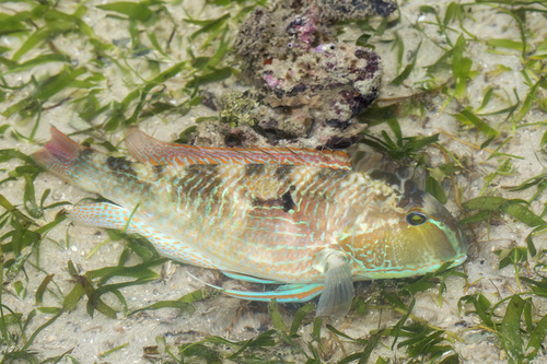 ภาพ ปลานกขุนทองขาว (Choerodon oligacanthus)