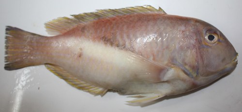 ภาพ ปลานกขุนทอง robustus (Choerodon robustus)