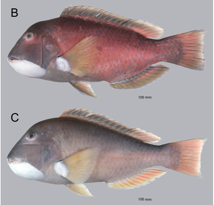 ภาพ ปลานกขุนทอง rubescens (Choerodon rubescens)