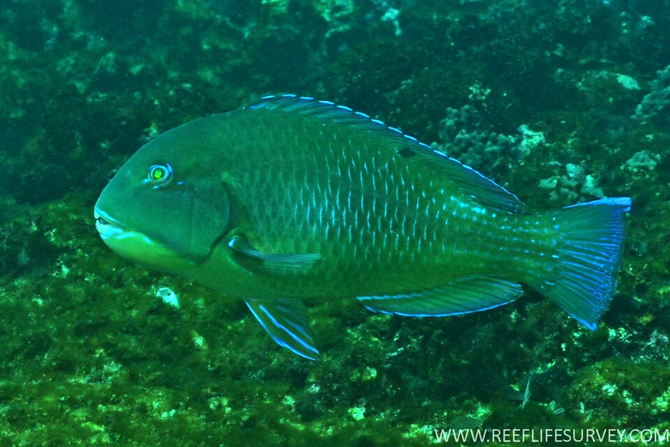ภาพ ปลานกขุนทอง schoenleinii (Choerodon schoenleinii)