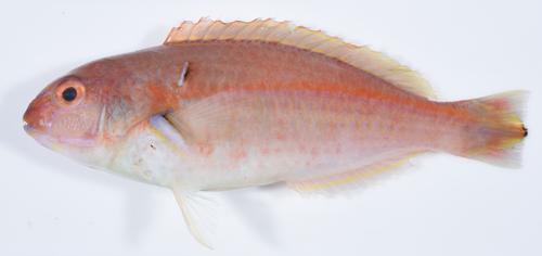 ภาพ ปลานกขุนทอง sugillatum (Choerodon sugillatum)