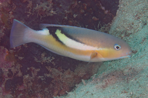 ภาพ ปลานกขุนทองดำ (Choerodon zosterophorus)