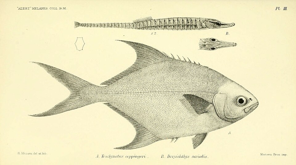 ภาพ ปลาจิ้มฟันจระเข้แปซิฟิก (Choeroichthys brachysoma)