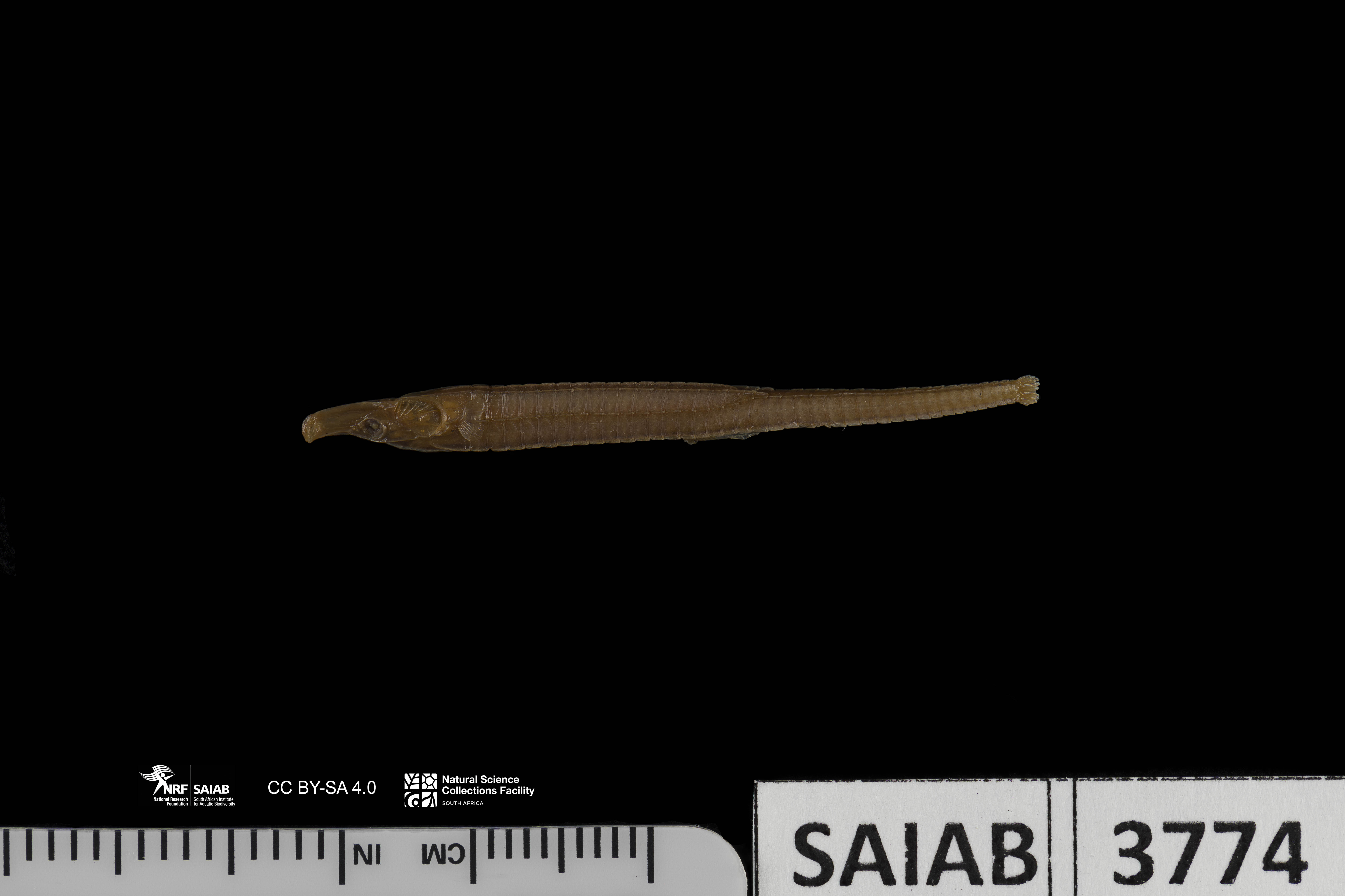 ภาพ ปลาจิ้มฟันจระเข้ครีบสั้น (Choeroichthys smithi)