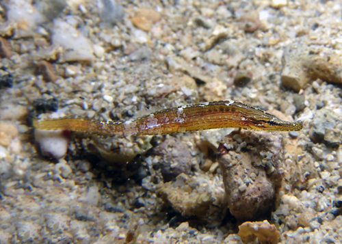 ภาพ ปลาจิ้มฟันจระเข้ลายขวาง (Choeroichthys suillus)
