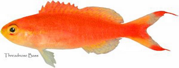 ภาพ ปลานางฟ้า tenuis (Choranthias tenuis)