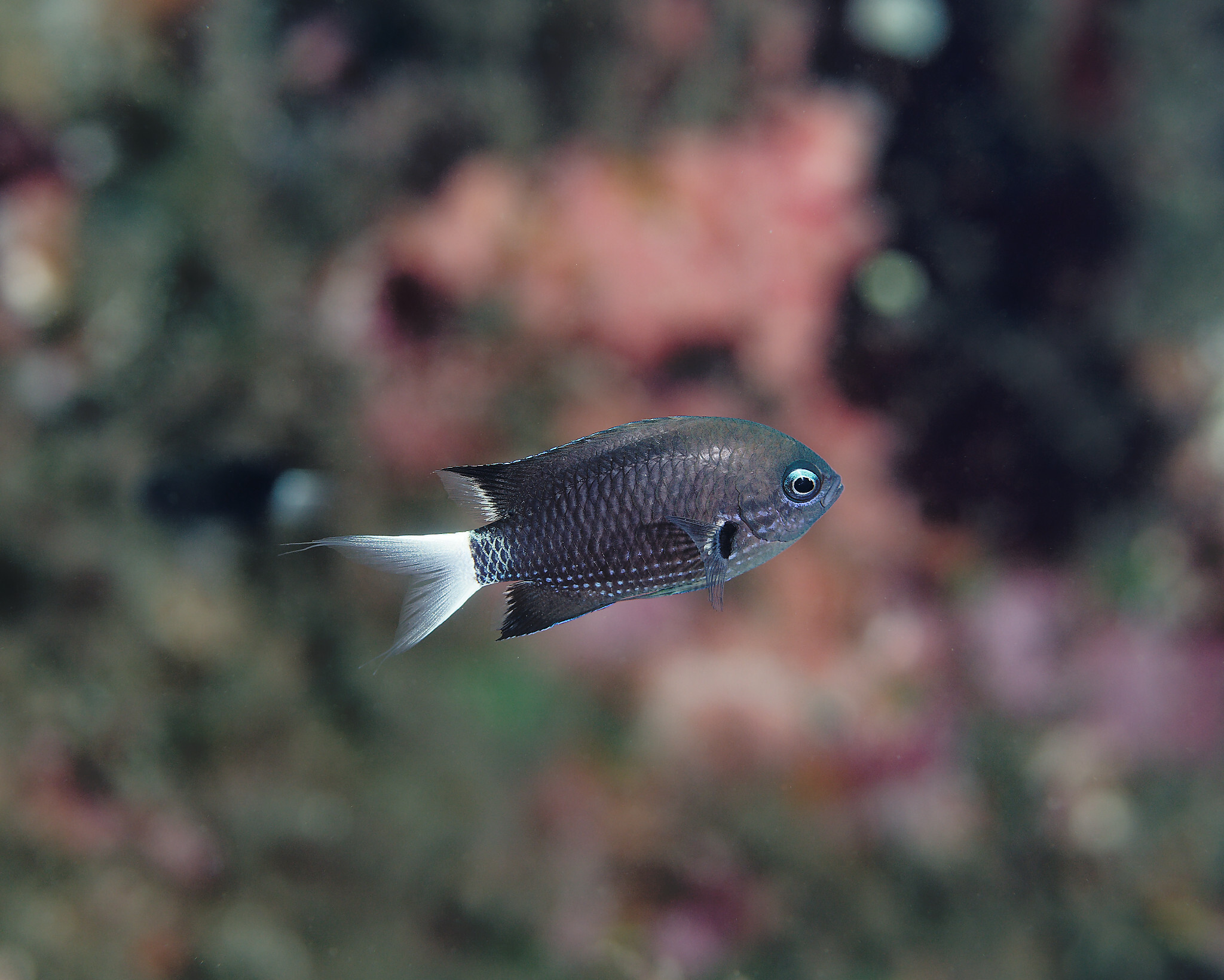 ภาพ ปลาสลิดหินเขียว abrupta (Chromis abrupta)