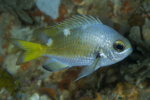 ภาพ ปลาสลิดหินเขียว abyssicola (Chromis abyssicola)