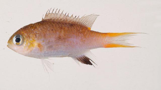 ภาพ ปลาสลิดหินเขียว acares (Chromis acares)