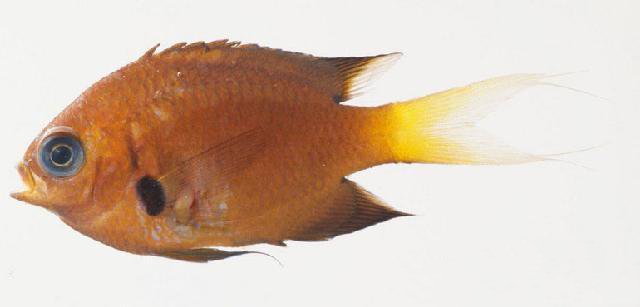 ภาพ ปลาสลิดหินเขียว agilis (Chromis agilis)