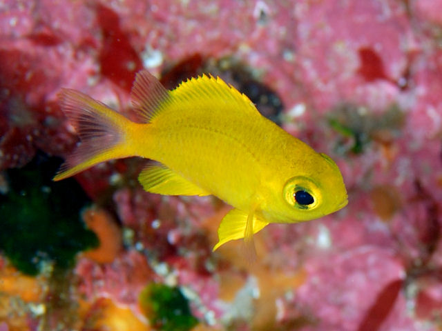ภาพ ปลาสลิดหินเขียวขาว (Chromis albicauda)