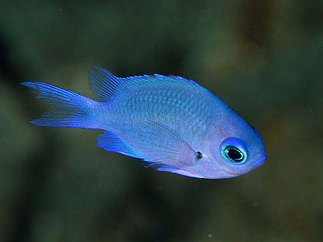 ภาพ ปลาสลิดหินเขียวขาวลายจุด (Chromis albomaculata)