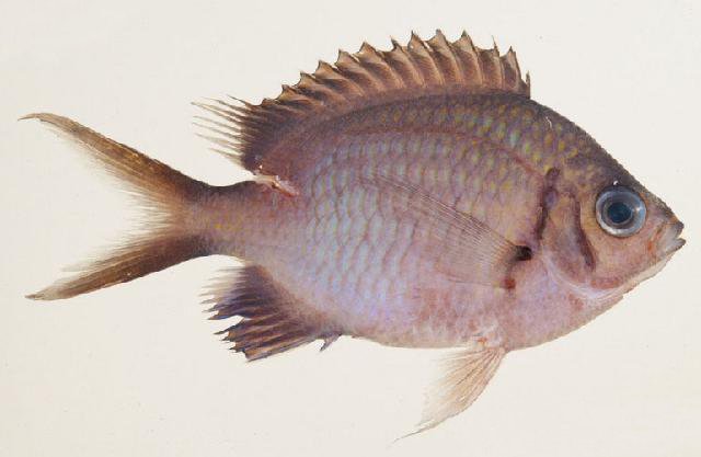 ภาพ ปลาสลิดหินเขียว alpha (Chromis alpha)