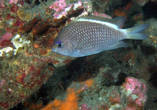 ภาพ ปลาสลิดหินเขียว alta (Chromis alta)