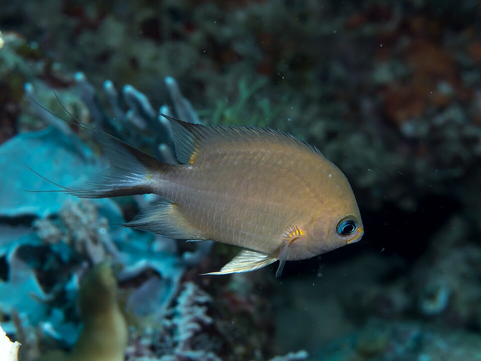ภาพ ปลาสลิดหินเขียว amboinensis (Chromis amboinensis)