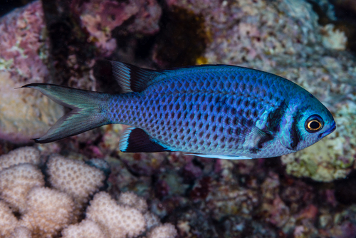 ภาพ ปลาสลิดหินเขียว anadema (Chromis anadema)