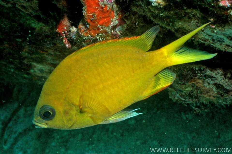 ภาพ ปลาสลิดหินเขียวน้ำตาล (Chromis analis)