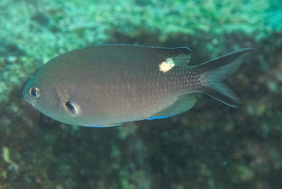 ภาพ ปลาสลิดหินเขียว atrilobata (Chromis atrilobata)