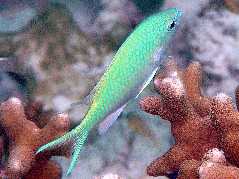 ภาพ ปลาสลิดหินเขียวรักแร้ดำ (Chromis atripectoralis)