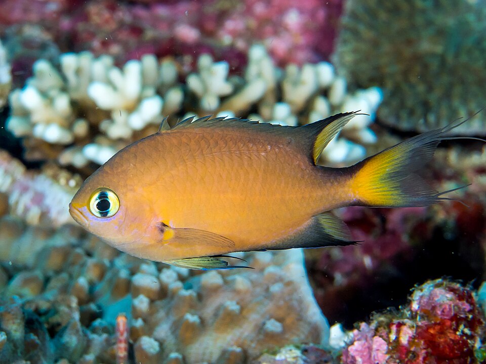 ภาพ ปลาสลิดหินเขียว atripes (Chromis atripes)